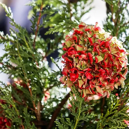 Hotel La Jolie Bergere