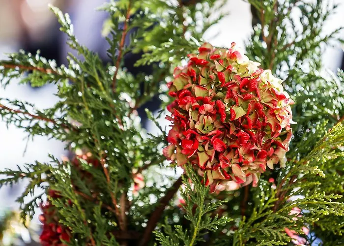 Hotel La Jolie Bergere